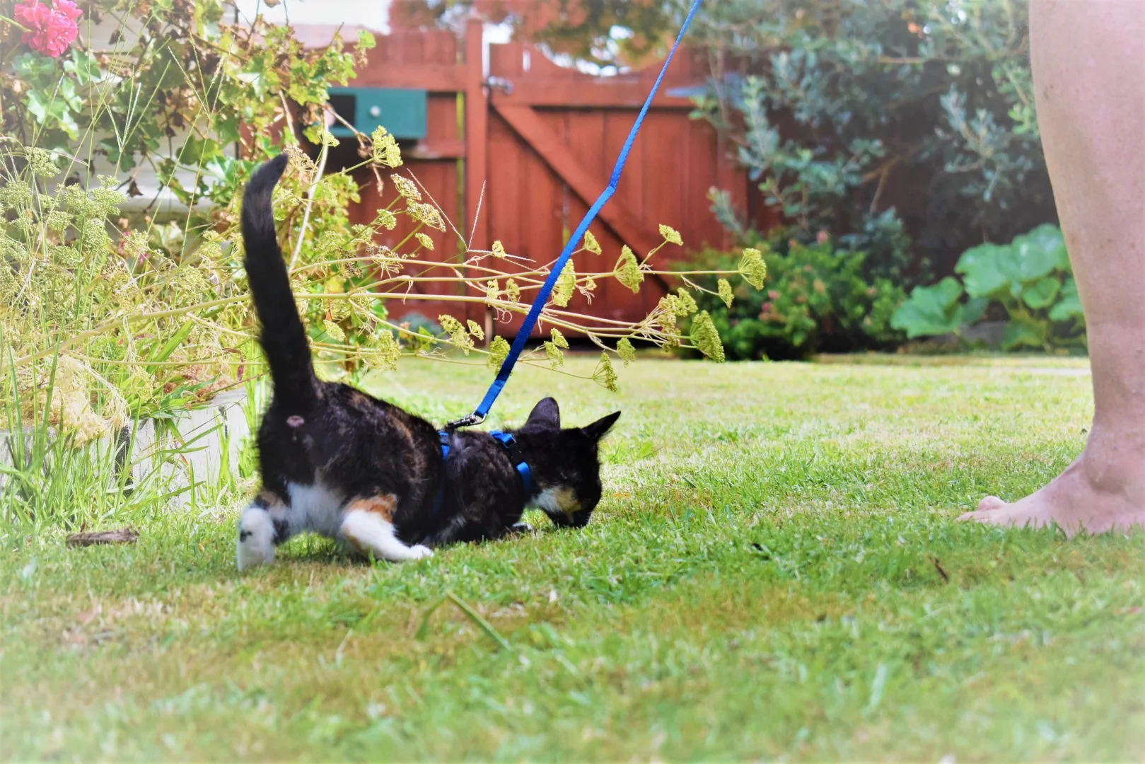Ferne douglas   b08.2 ferne explores the garden   big girl 8 feb 2020 (6)
